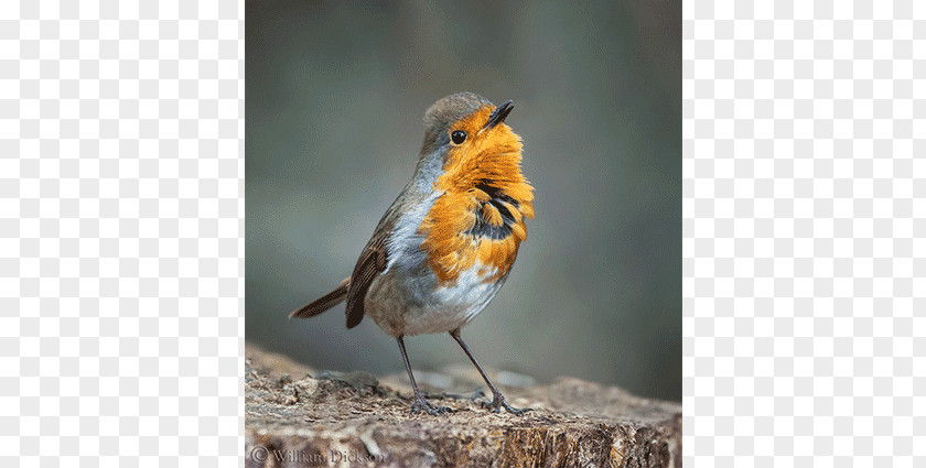 Singing Bird European Robin Photographer Beak Feather PNG