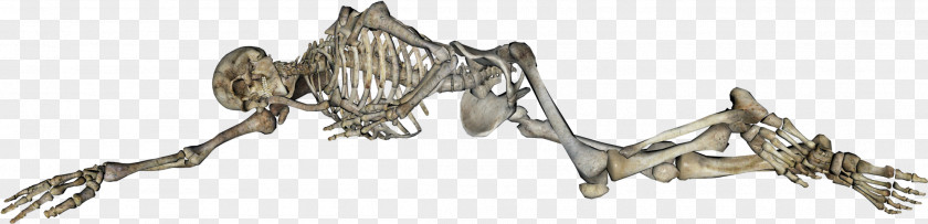 Skeleton Human Body Homo Sapiens PNG