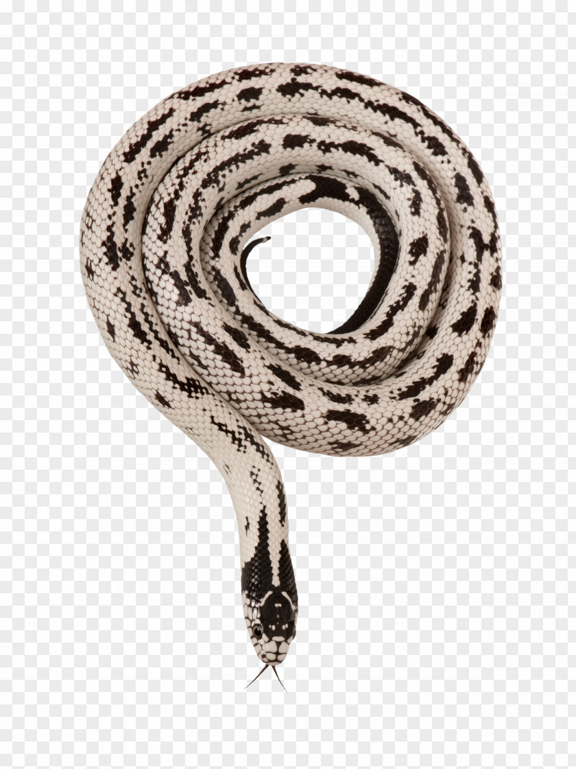 Snake Decoration California Kingsnake Mexican Black Stock Photography PNG