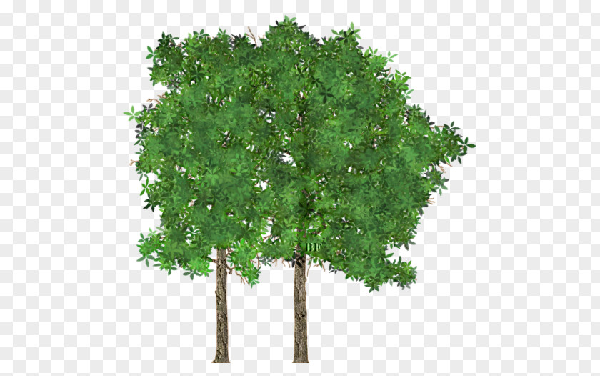 Tree Branch Tabebuia Aurea PNG