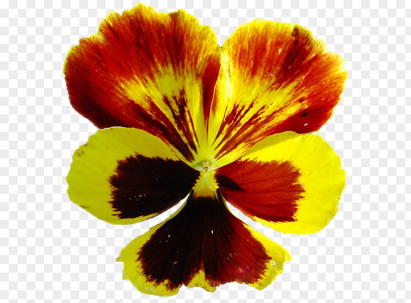 Wildflower Viola Drawing Of Family PNG