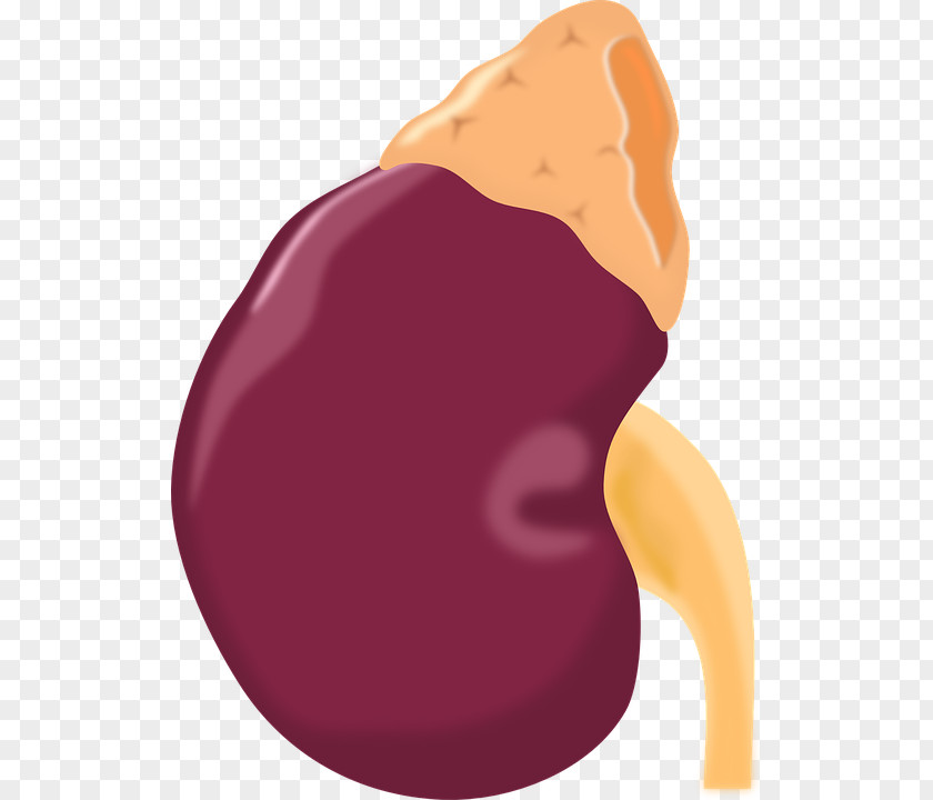 World Kidney Day Bean Stone Clip Art PNG