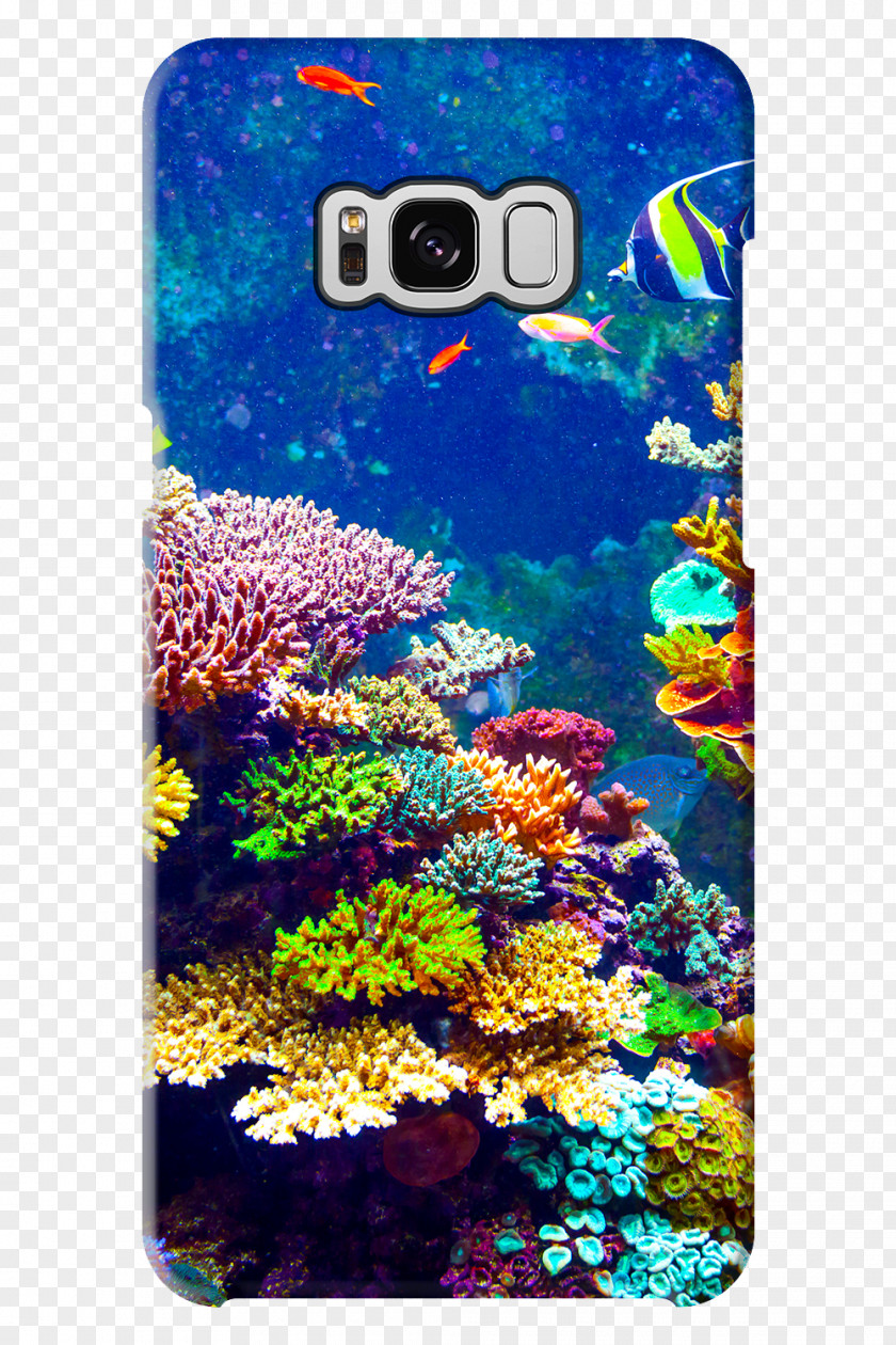Aquarium Fauna Flora Coral Reef Silicon X-tal Reflective Display PNG