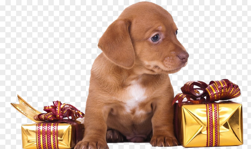 Dog New Year Greeting & Note Cards 0 Christmas PNG
