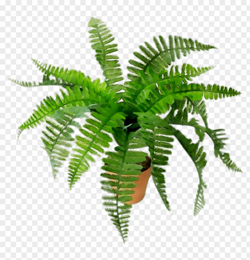 Fern Terrestrial Plant Leaf Plants PNG