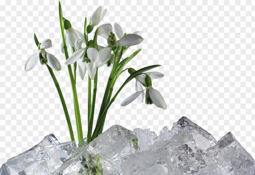 Flower Artificial Snowdrop Clip Art PNG