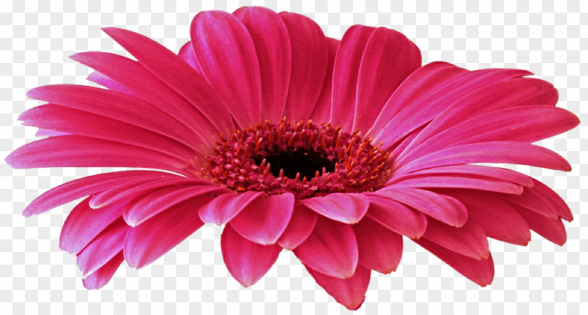 Gerbera Free Download Transvaal Daisy Clip Art PNG