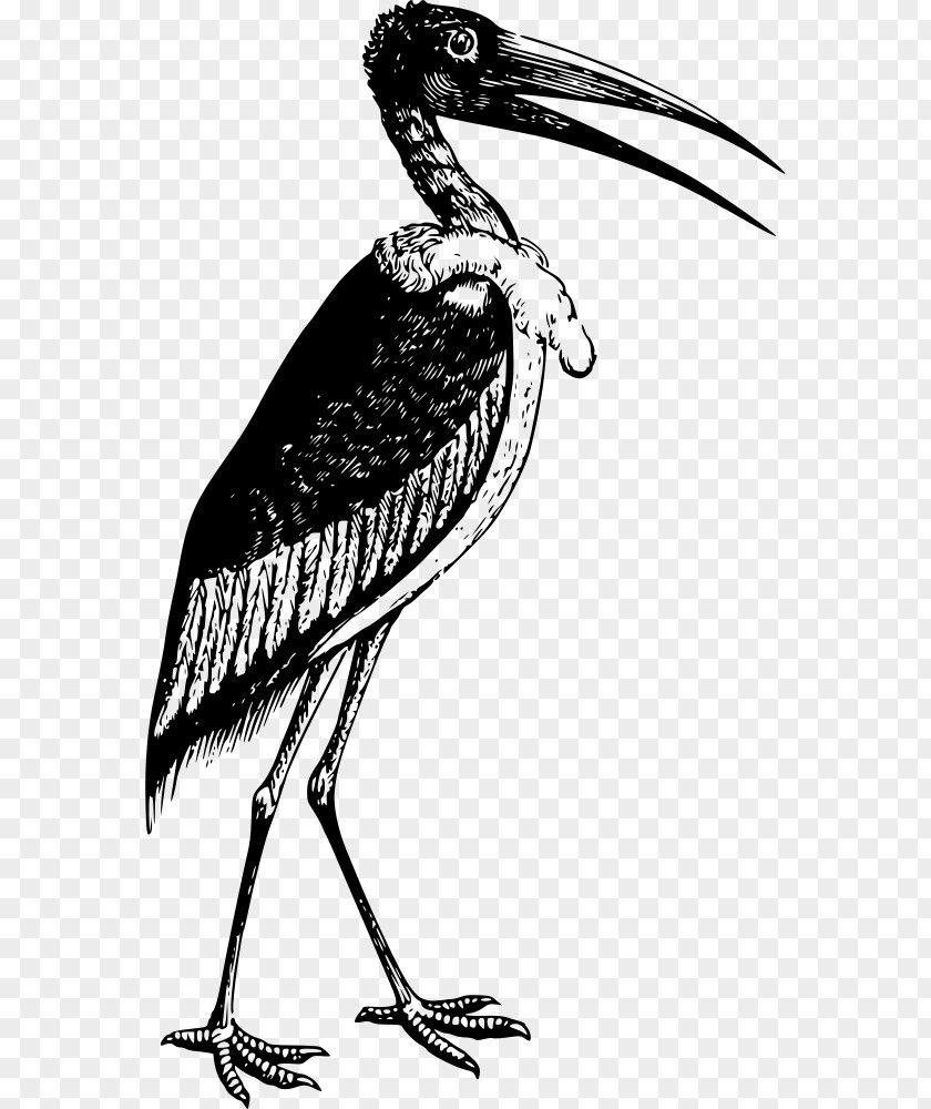 T-shirt Marabou Stork White Bird Crane PNG