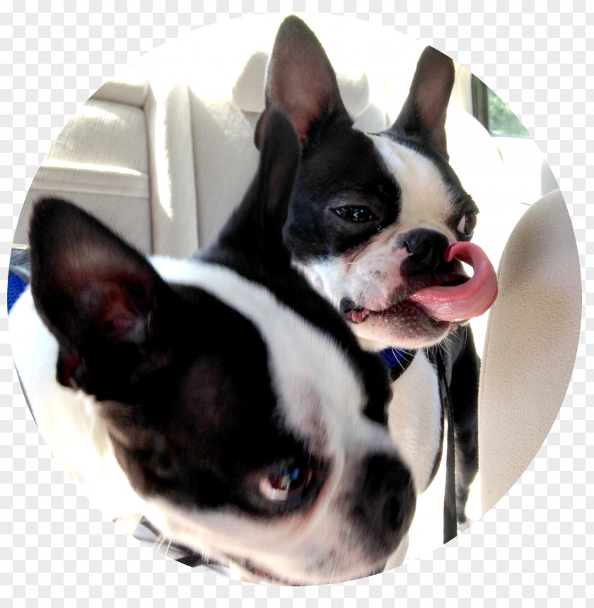 Boston Terrier Dog Breed Companion Collar Non-sporting Group PNG