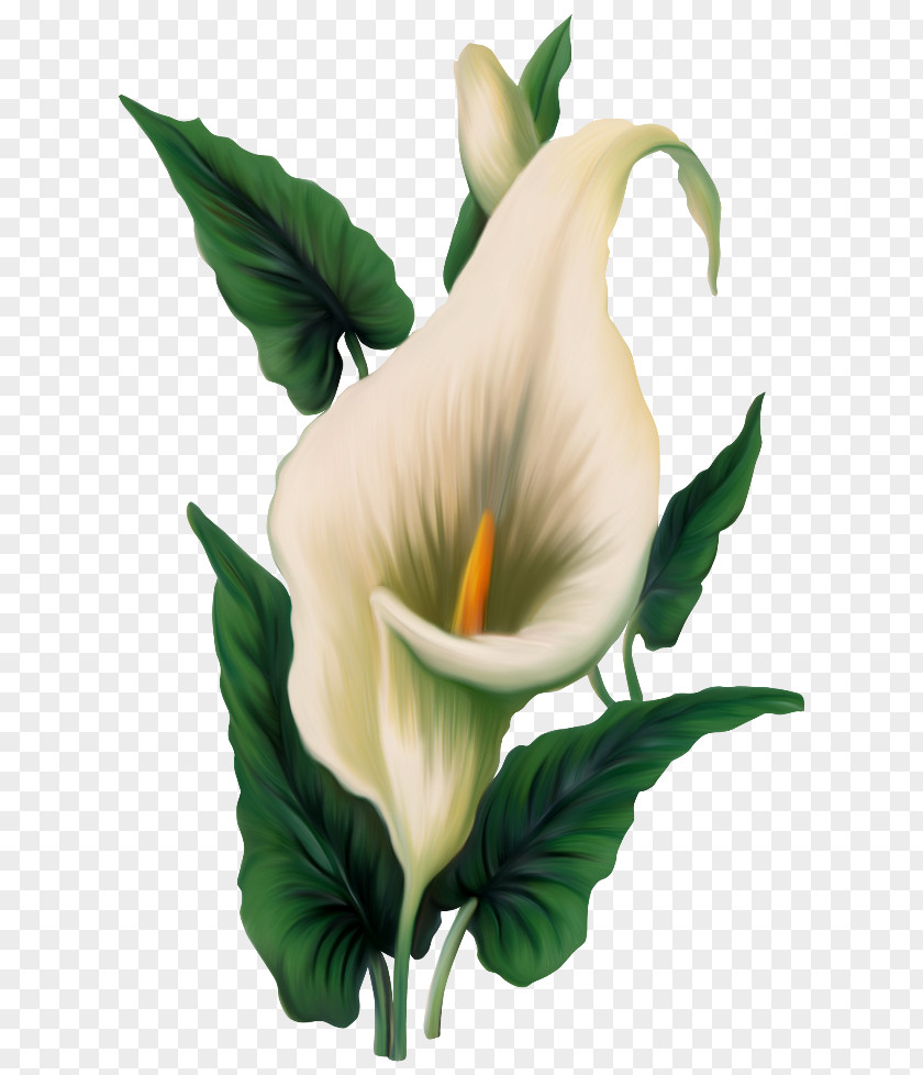 Callalily Arum-lily Easter Lily Flower Clip Art PNG