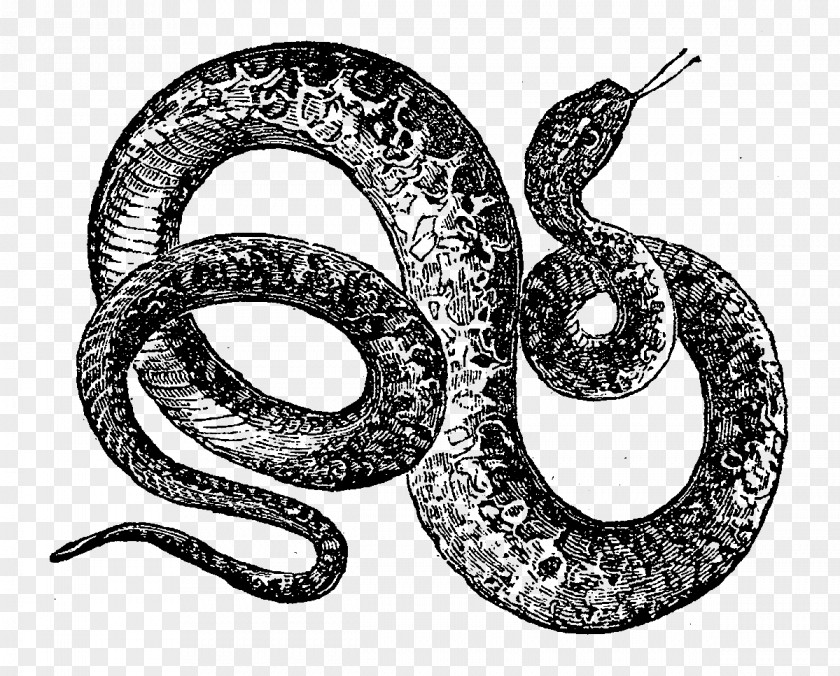Digital Illustration Rattlesnake Reptile Drawing Vipers PNG