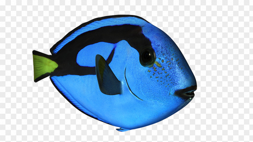 Dolphin Marine Biology Microsoft Azure Fish PNG