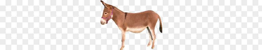 Donkey PNG clipart PNG