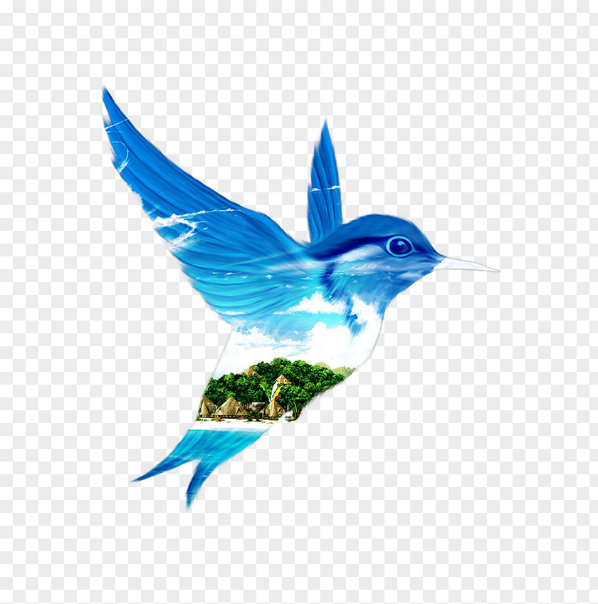 Feather Beak Hummingbird M Nature Turquoise PNG