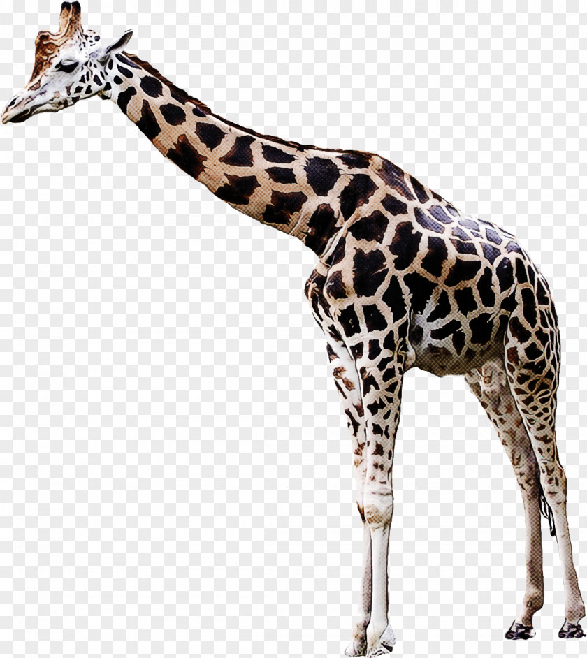 Neck Adaptation Giraffe Giraffidae Wildlife Animal Figure Snout PNG