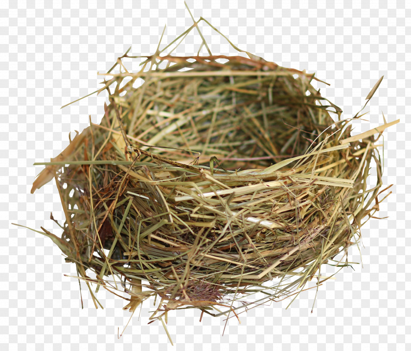 Nest Edible Bird's Bird PNG