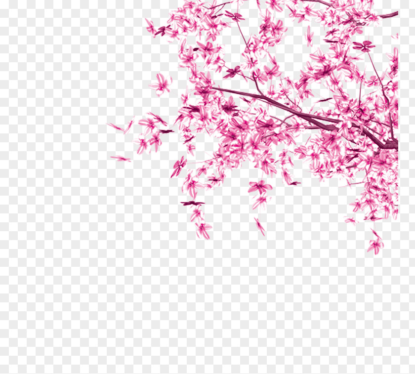 Pink Leaves Cherry Blossom Tree Leaf PNG