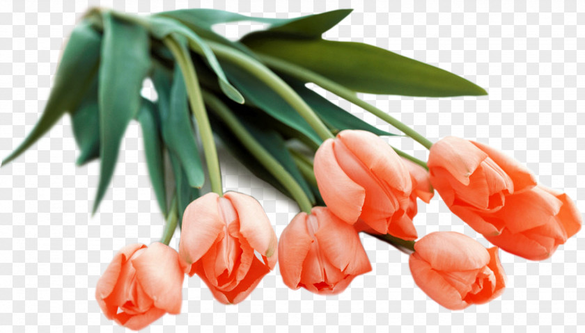 Tulip Flower Bouquet Orange Clip Art PNG