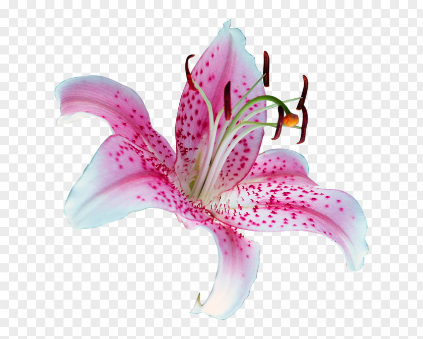 Flower Lily 'Stargazer' Tiger Clip Art PNG