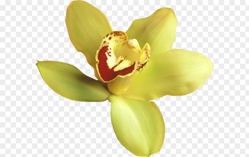 Yellow Flowers Popular Orchids Flower Clip Art PNG