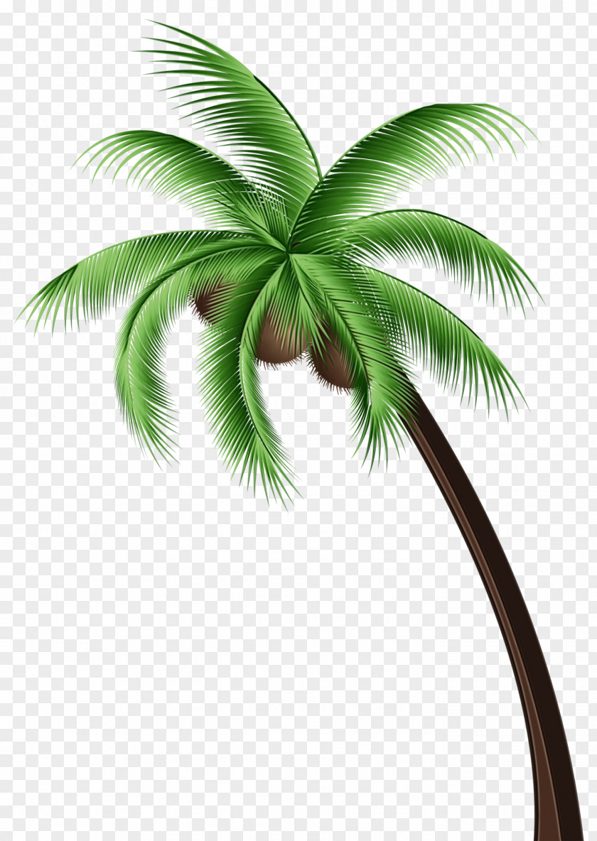 Elaeis Attalea Speciosa Palm Oil Tree PNG