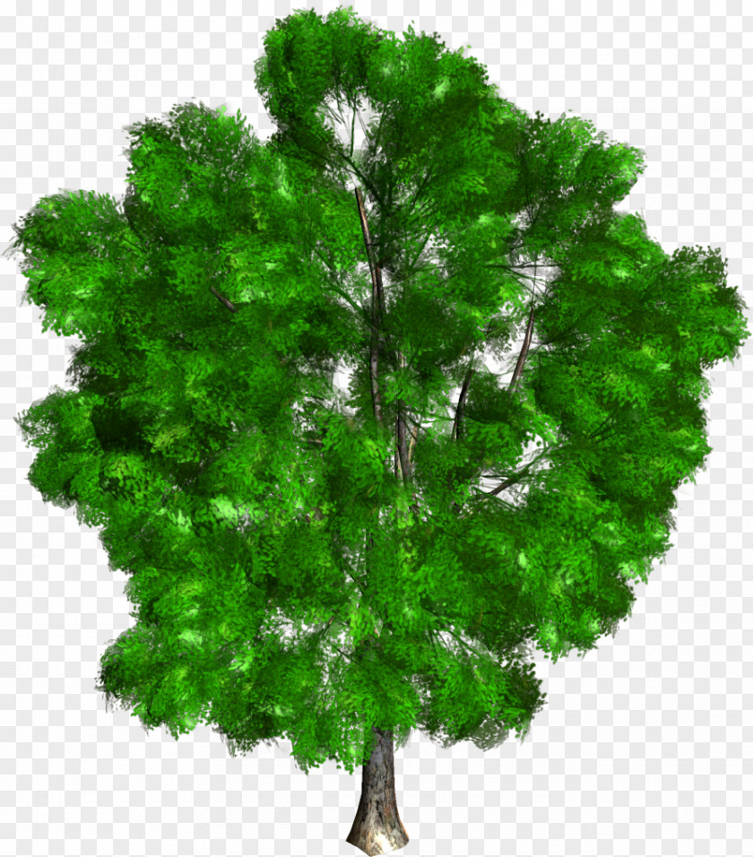 Green Trees Forest Park Clip Art Garden PNG