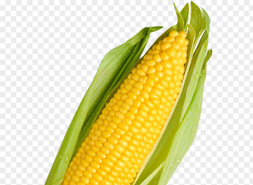 Pop Corn On The Cob Maize 網路商城 Sweet PNG