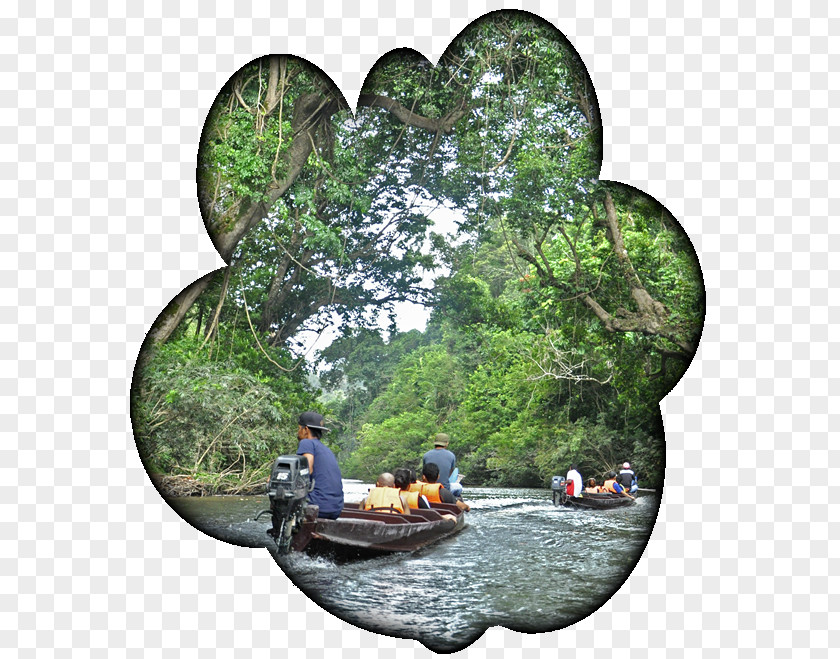 Tree Water Resources Forest Watercourse PNG