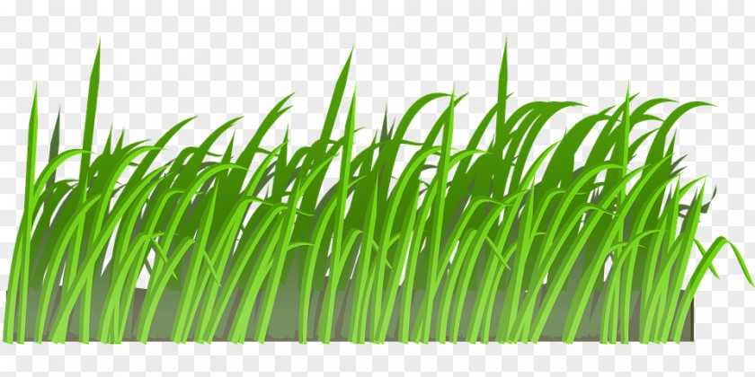 Clipart Grass Clip Art Transparency Lawn Image PNG