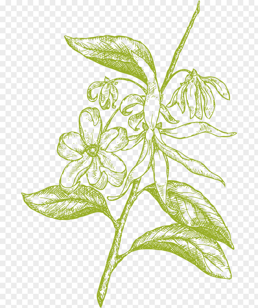 Drawing Plant Cananga Odorata Royalty-free PNG