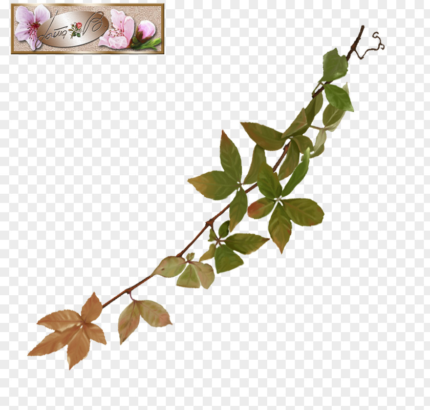 Leaf Twig Flowering Plant Stem PNG