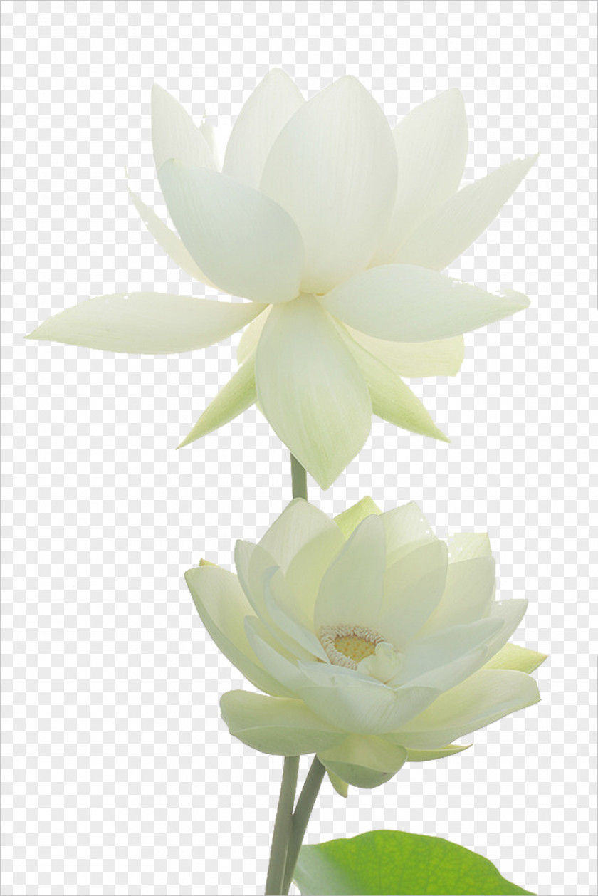 Noble White Lotus Picture Material Nelumbo Nucifera Pond Egyptian Flower Nymphaea Alba PNG
