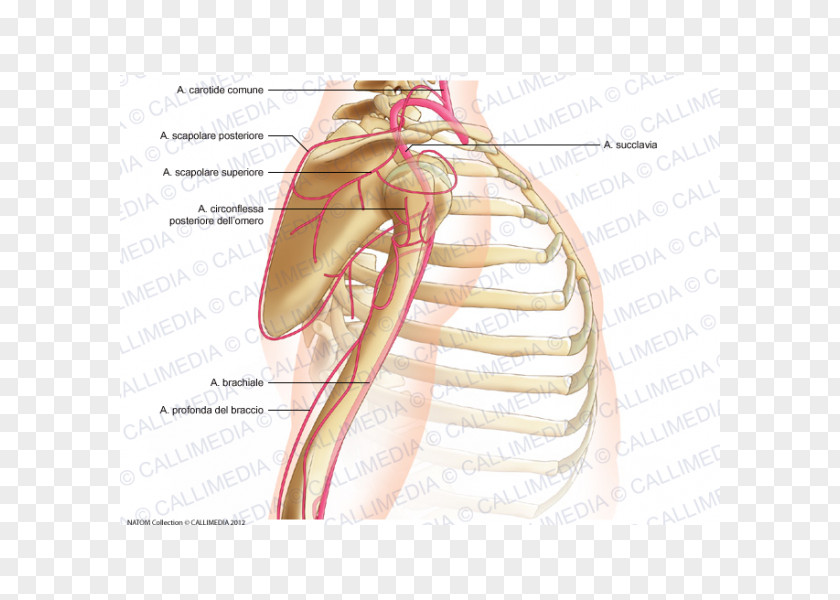Arm Thumb Shoulder Joint Posterior Humeral Circumflex Artery PNG