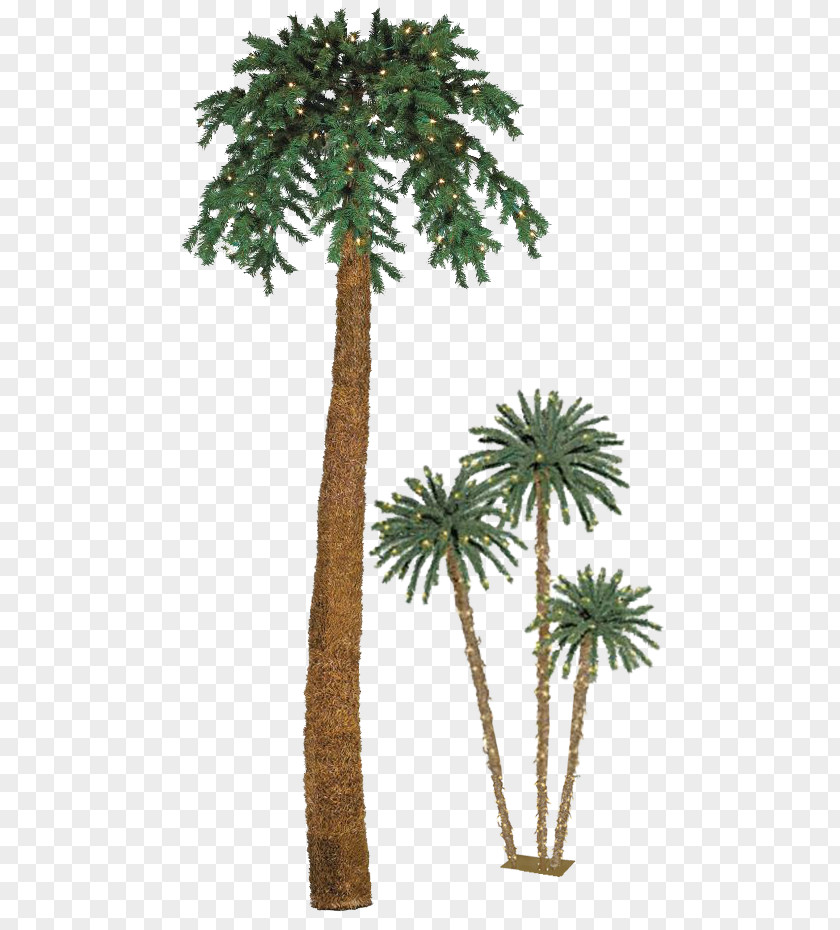 Christmas Asian Palmyra Palm Palmier De Noël Arecaceae Date PNG