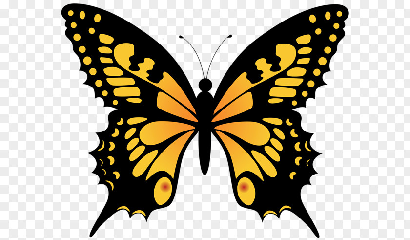 Drawing Butterfly Monarch Clip Art PNG