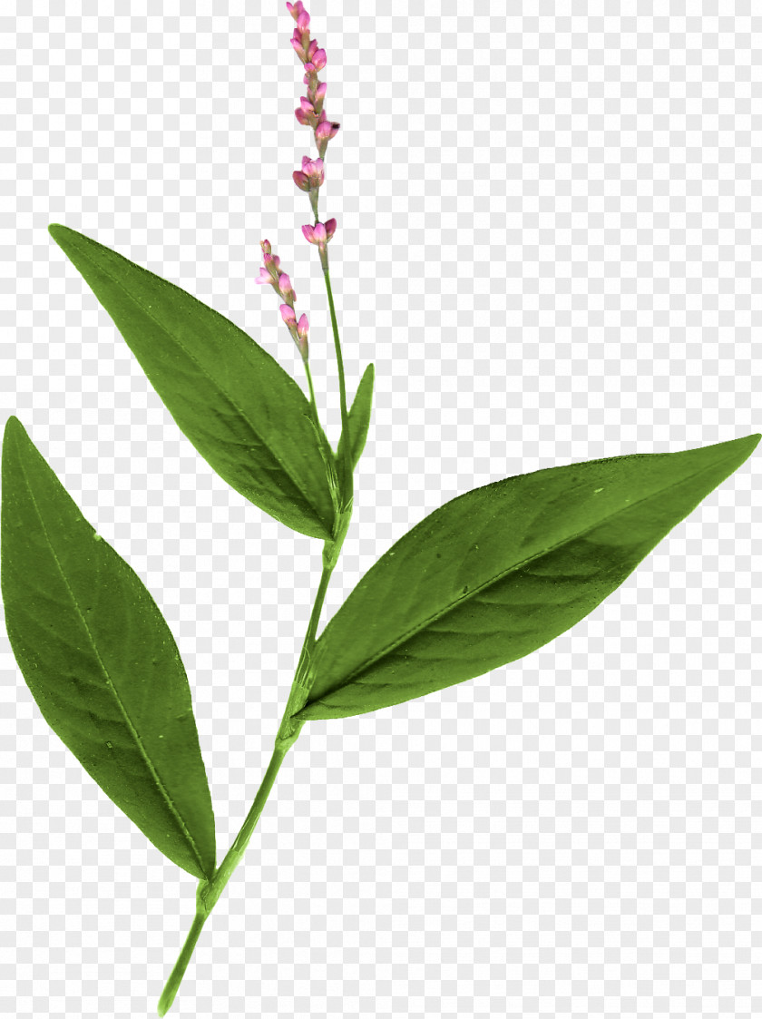 Leaf Herbalism Plant Stem PNG