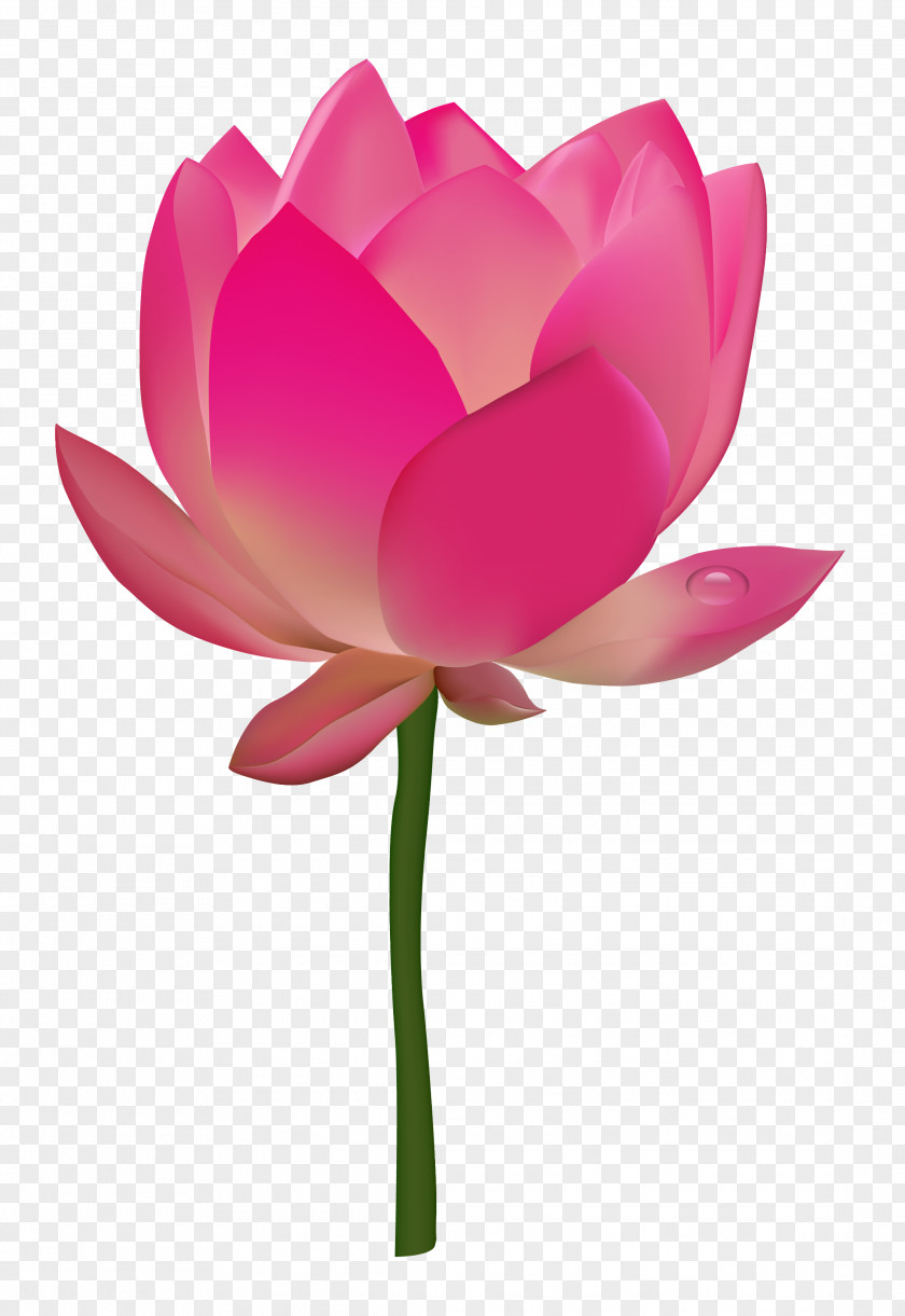 Lotus Flower Nelumbo Nucifera PNG