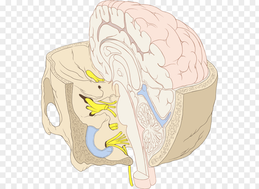 Nerve Brainstem Cranial Nerves Inner Ear Human Brain PNG