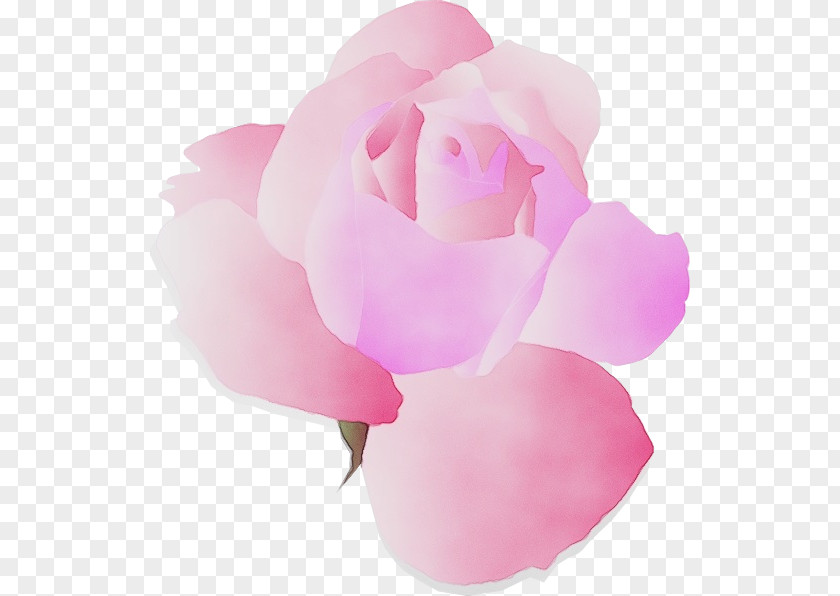 Peony Rose Order Garden Roses PNG