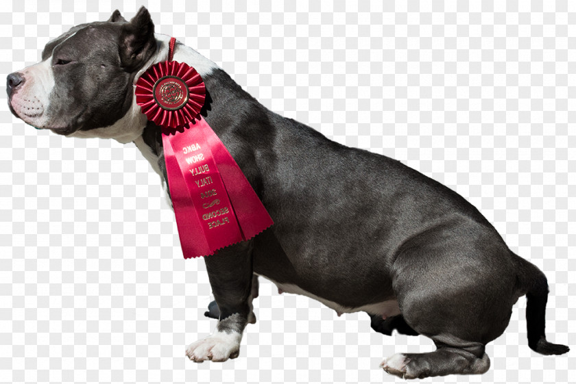 American Bully Dog Breed Pit Bull Terrier Snout PNG