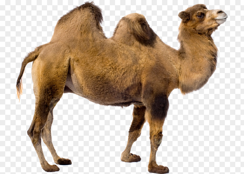 Camel Dromedary Bactrian Baby Camels Clip Art PNG