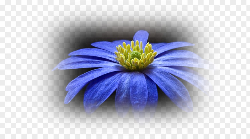 Flower Desktop Wallpaper PNG