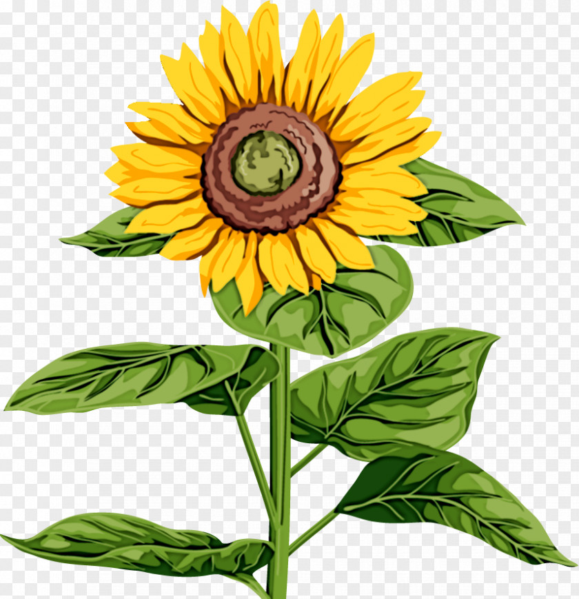 Leaf Common Sunflower Plant Stem Seed PNG