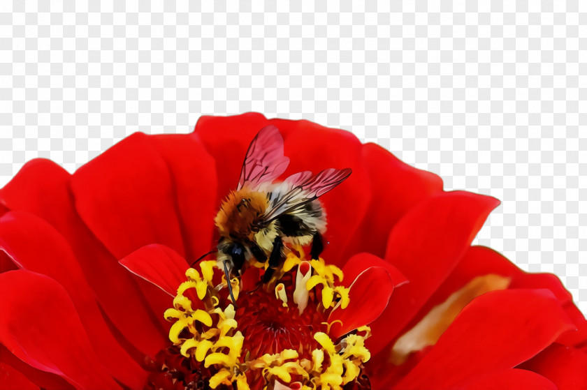 Plant Pollinator Flower Bee Flowering Honeybee Red PNG