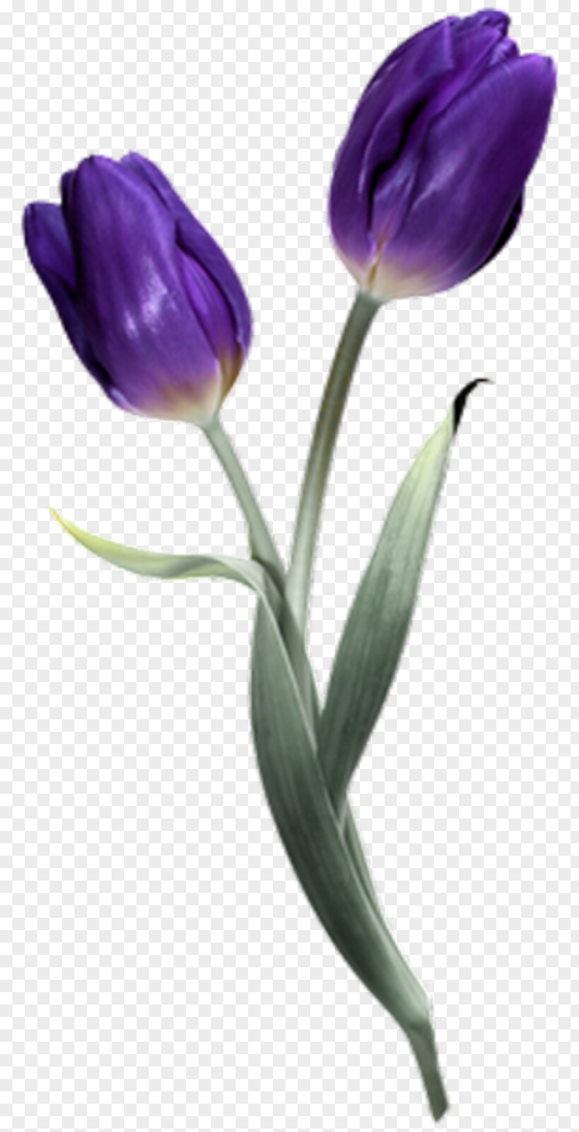 Tulip Flower PhotoScape PaintShop Pro PNG