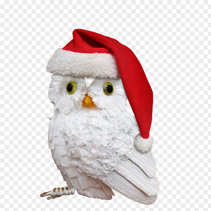 Owl Bird Santa Claus Christmas PNG