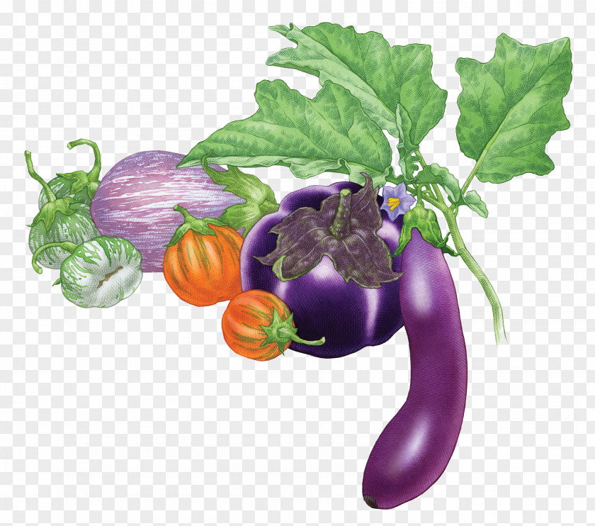 Real Eggplant Fruit Vegetable Tomato PNG
