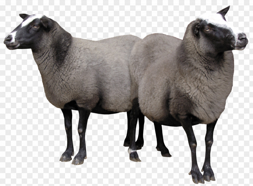 Sheeps Picture Sheep Goat PNG