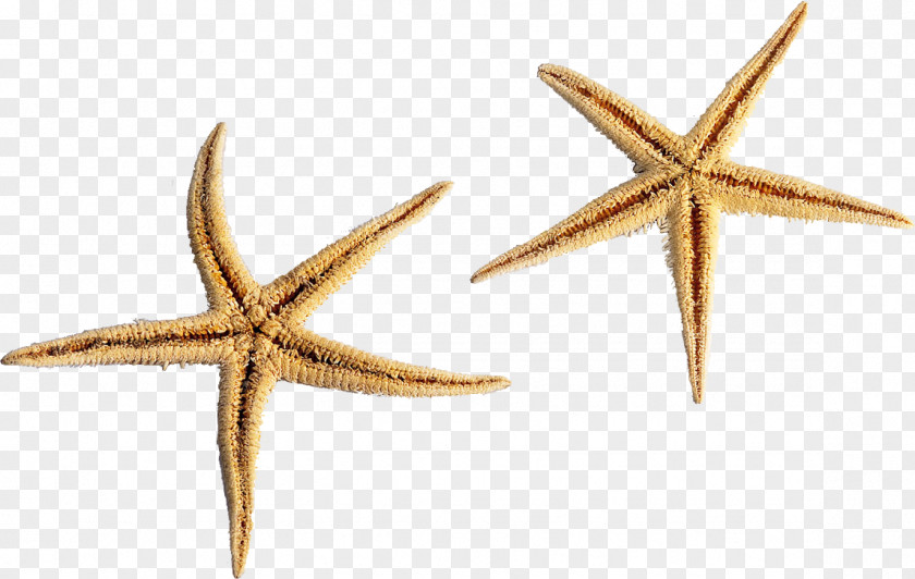 Star Shell Starfish Sea Urchin Seawater PNG