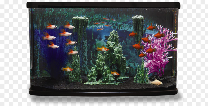 Aquarium Decoration Siamese Fighting Fish PetSmart Tropical Aquascaping PNG